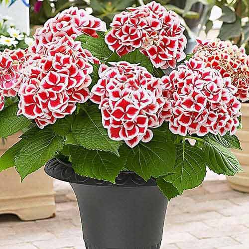 Hortenzie Bicolor Red-White artikel fotografie 1 Hortenzie Bicolor Red-White obrázek 1 artikel 76696