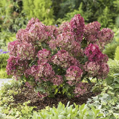 Hortenzie latnatá Great Star obrázek 1 artikel 5608