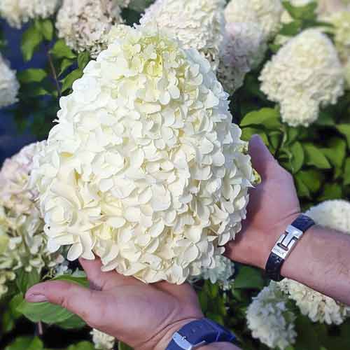 Hortenzie latnatá Hercules PBR, С2 obrázek 1 artikel 8221