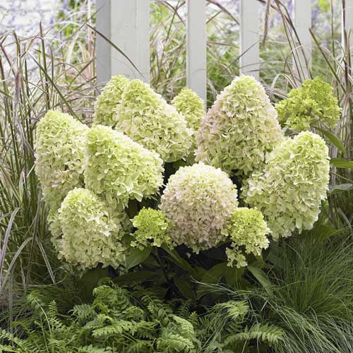 Hortenzie latnatá Little Fresco PBR, С2 obrázek 1 artikel 8223