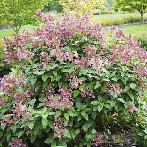 Hortenzie latnatá Magical Flame obrázek 1 artikel 4735