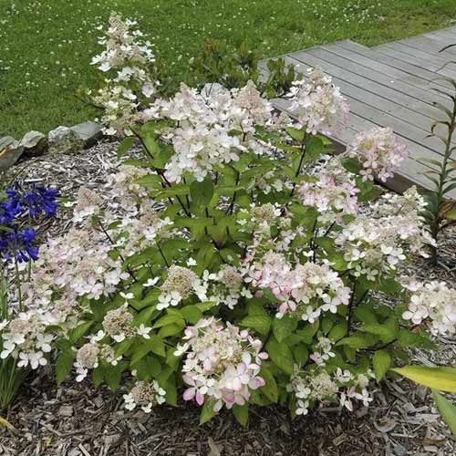 Hortenzie latnatá Pastelgreen ®, С4,5 obrázek 1 artikel 7721