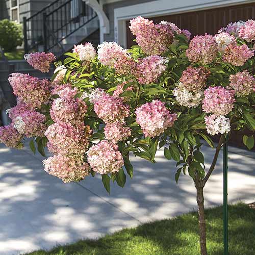 Hortenzie latnatá Pink Queen, С7,5 artikel fotografie 1 Hortenzie latnatá Pink Queen, С7,5 obrázek 1 artikel 7708