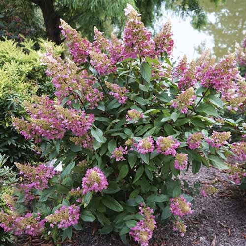 Hortenzie latnatá Pinky Winky ® PBR, C7,5 obrázek 1 artikel 8548