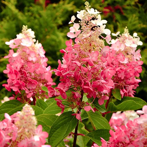 Hortenzie latnatá Red Star obrázek 1 artikel 5647