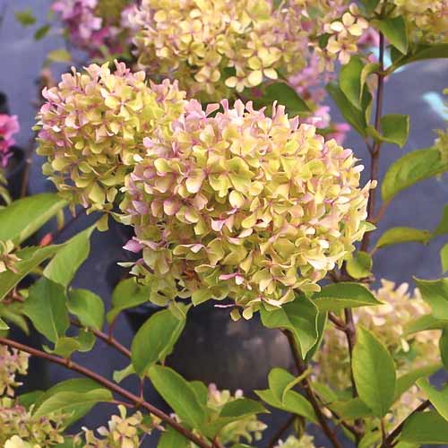 Hortenzie latnatá Romantic ace ®, С4,5 obrázek 1 artikel 7723