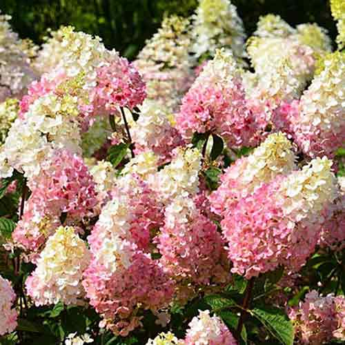 Hortenzie latnatá Ruby obrázek 1 artikel 4736