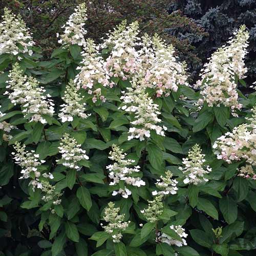 Hortenzie latnatá Tardiva artikel fotografie 1 Hortenzie latnatá Tardiva obrázek 1 artikel 4057