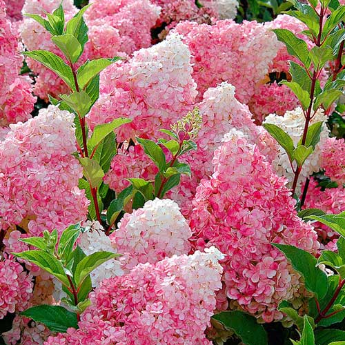 Hortenzie latnatá Vanille Fraise obrázek 1 artikel 9038