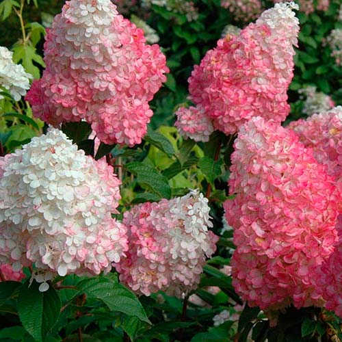 Hortenzie latnatá Vanille Fraise obrázek 2 artikel 9038