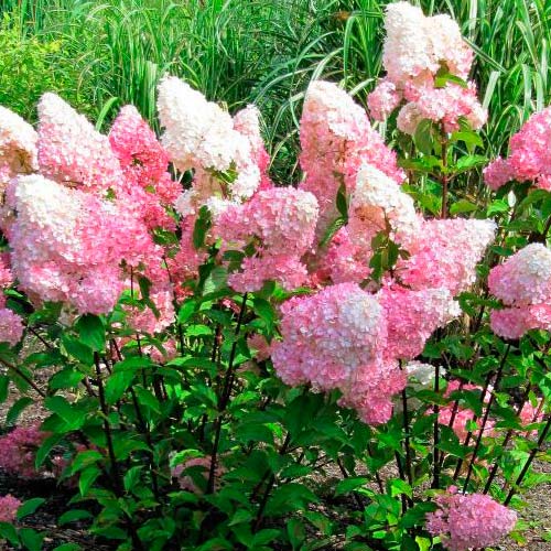 Hortenzie latnatá Vanille Fraise obrázek 3 artikel 9038