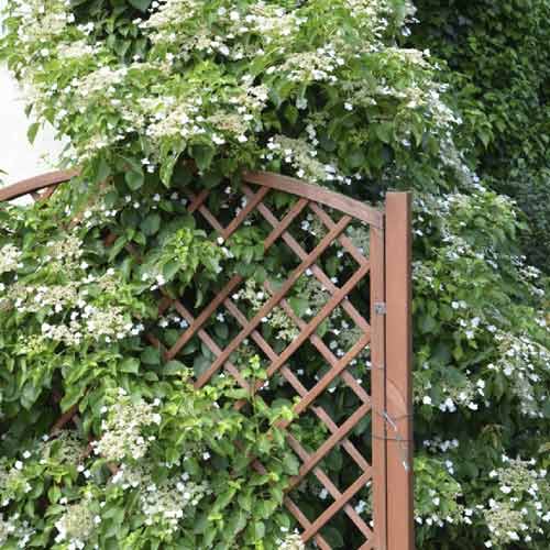 Hortenzie pnoucí Mirranda, С2 obrázek 1 artikel 8219