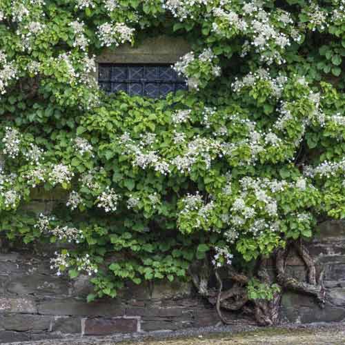 Hortenzie pnoucí Take a chance ®, С2 obrázek 1 artikel 8220