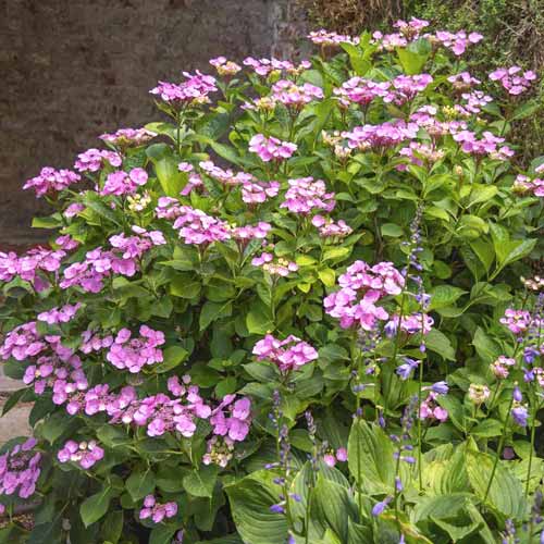 Hortenzie Santiago PBR, C3 obrázek 1 artikel 8550