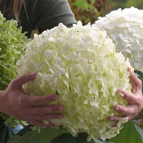 Hortenzie stromečkovitá Strong Annabelle obrázek 1 artikel 5605