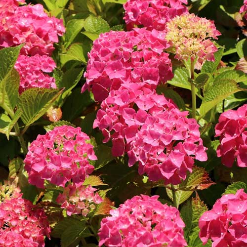 Hortenzie velkolistá Alpengluhen, C2 obrázek 1 artikel 4444