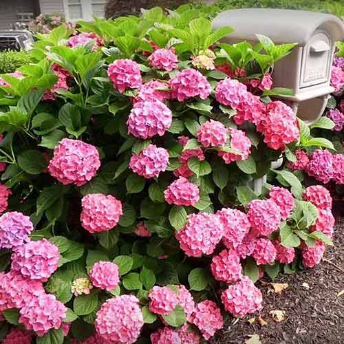 Hortenzie velkolistá Freudenstein obrázek 1 artikel 4051