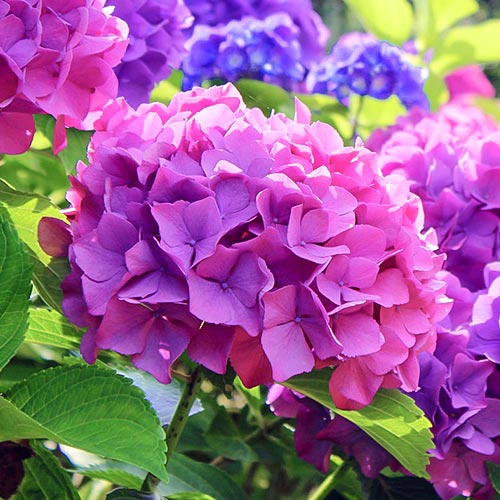 Hortenzie velkolistá Hamburg, P9 artikel fotografie 1 Hortenzie velkolistá Hamburg, P9 obrázek 1 artikel 9566