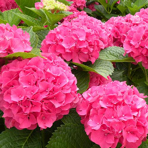 Hortenzie velkolistá Masja obrázek 1 artikel 4728