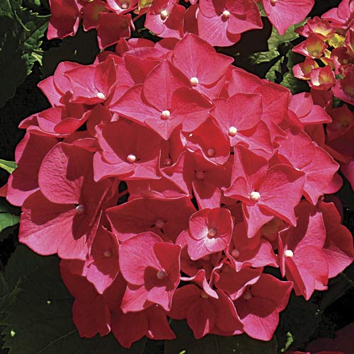 Hortenzie velkolistá Red Miss Hepburn, P9 obrázek 1 artikel 9032