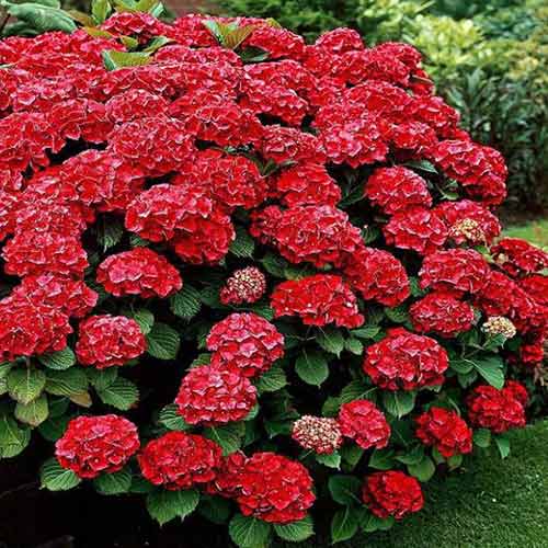 Hortenzie velkolistá Red obrázek 1 artikel 4732