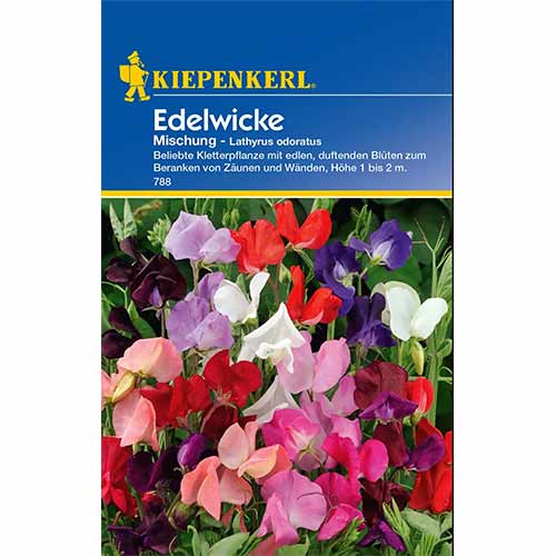 Hrachor vonný Unicorn, směs barev obrázek 1 artikel 96532