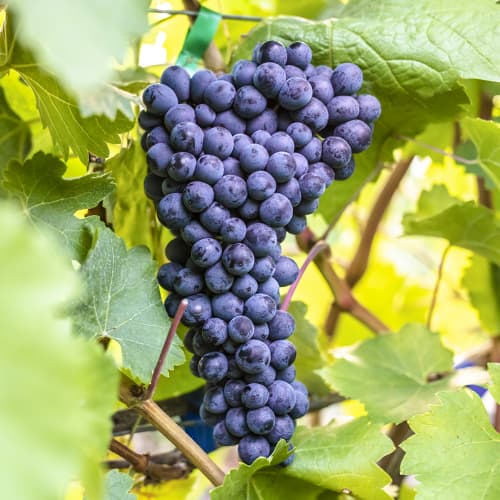 Vinná réva Alden obrázek 1 artikel 6957