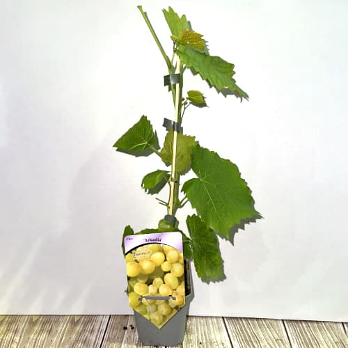 Vinná réva Arkadia, Р9 obrázek 2 artikel 7303