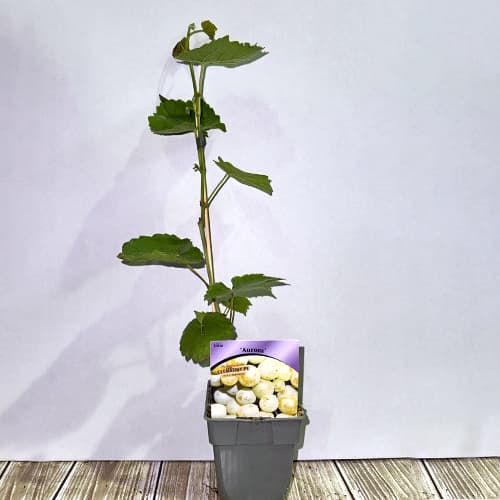 Vinná réva Aurora, P9 obrázek 2 artikel 7372