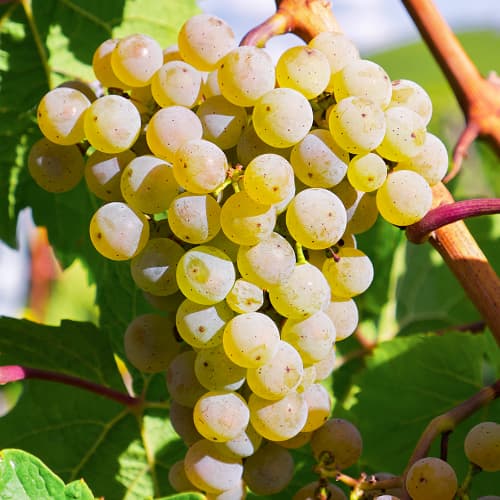 Vinná réva Bianca, Р9 obrázek 1 artikel 7334