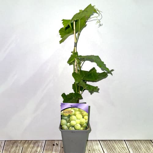 Vinná réva Bianca, Р9 obrázek 2 artikel 7334