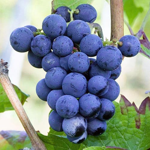 Vinná réva Cabernet Cortis artikel fotografie 1 Vinná réva Cabernet Cortis obrázek 1 artikel 4898