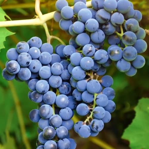 Vinná réva Cascade, Р9 obrázek 1 artikel 7374