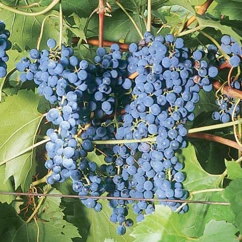 Vinná réva Frontenac obrázek 1 artikel 4899