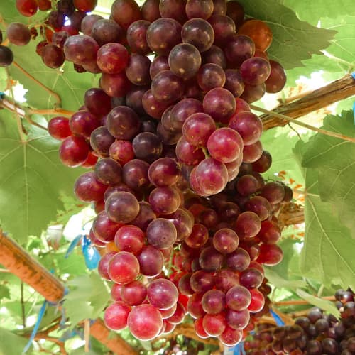 Vinná réva Kalina Red, Р9 artikel fotografie 1 Vinná réva Kalina Red, Р9 obrázek 1 artikel 4897