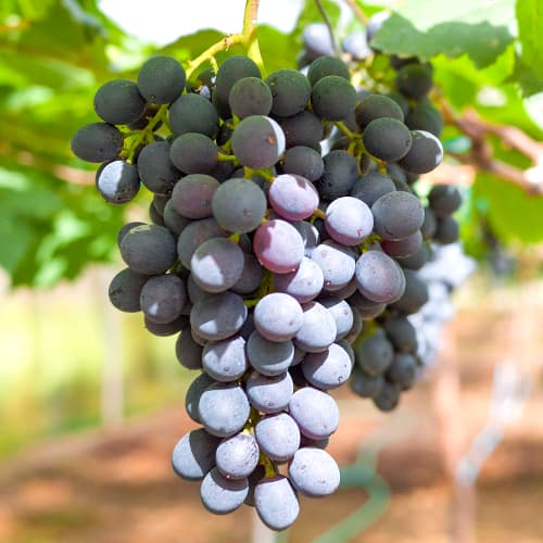 Vinná réva Kodrianka, Р9 obrázek 1 artikel 7339