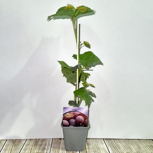 Vinná réva Lidia, Р9 obrázek 2 artikel 7340