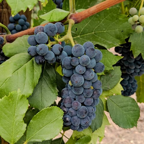 Vinná réva Marechal Foch artikel fotografie 1 Vinná réva Marechal Foch obrázek 1 artikel 6949