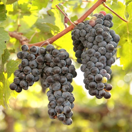 Vinná réva New York Muscat, Р9 artikel fotografie 1 Vinná réva New York Muscat, Р9 obrázek 1 artikel 6959