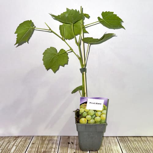 Vinná réva Pinot Blanc, Р9 obrázek 2 artikel 4895