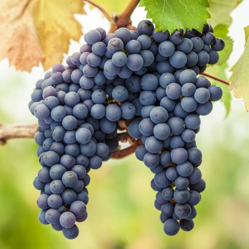 Vinná réva Pinot Noir, Р9 artikel fotografie 1 Vinná réva Pinot Noir, Р9 obrázek 1 artikel 6972