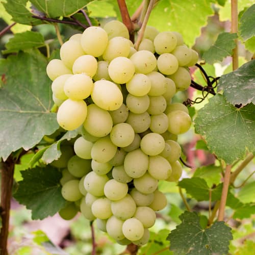 Vinná réva Refren artikel fotografie 1 Vinná réva Refren obrázek 1 artikel 4896