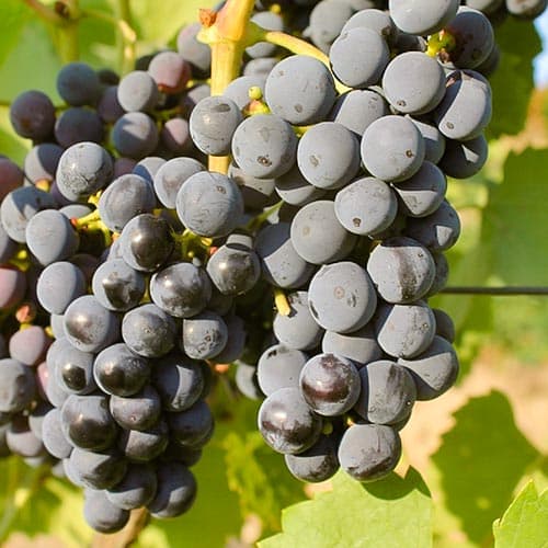 Vinná réva Regent obrázek 1 artikel 4901