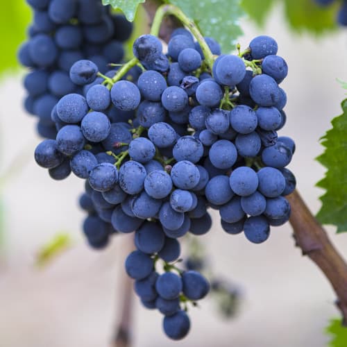 Vinná réva Rondo obrázek 1 artikel 6958