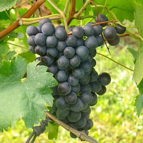 Vinná réva Saint Laurent obrázek 1 artikel 4902