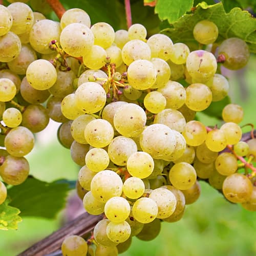 Vinná réva Seyval Blanc, P9 artikel fotografie 1 Vinná réva Seyval Blanc, P9 obrázek 1 artikel 7343