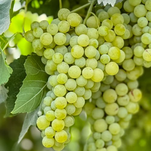 Vinná réva Solaris, P9 artikel fotografie 1 Vinná réva Solaris, P9 obrázek 1 artikel 6951