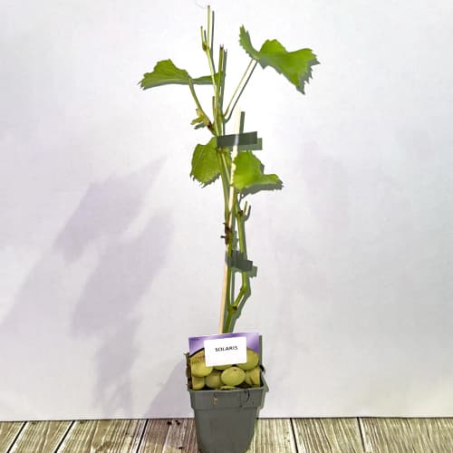 Vinná réva Solaris, P9 artikel fotografie 2 Vinná réva Solaris, P9 obrázek 2 artikel 6951