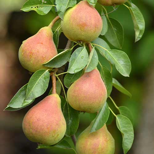 Hrušeň (columnar) Santa Maria obrázek 1 artikel 2021