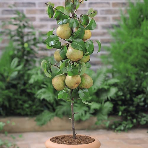 Hrušeň sloupovitá Condo obrázek 1 artikel 1969